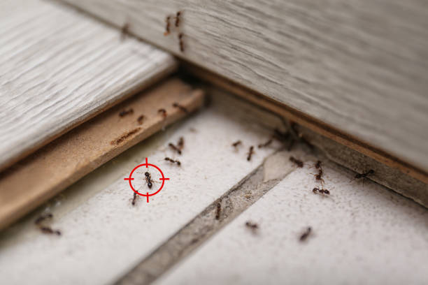 Best Best Pest Control Companies  in Buffalo, WY