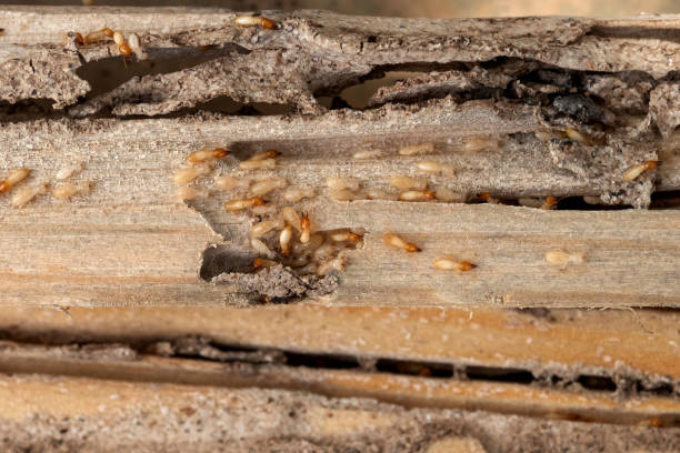 Best Rat Extermination Near Me  in Buffalo, WY